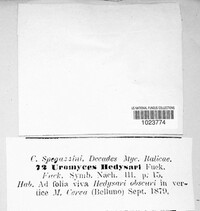 Uromyces hedysari-obscuri image